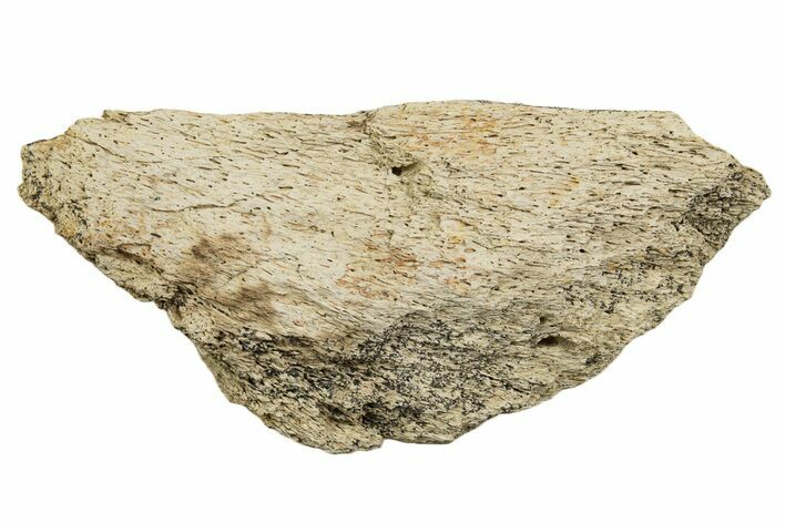 Dinosaur (Triceratops) Frill Shield Section - Montana #338850